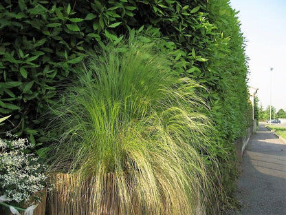 Mexican Feather Grass (Nassella tenuissima) Seeds – 25 ct