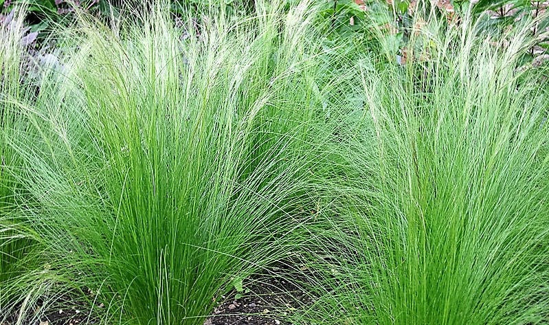 Mexican Feather Grass (Nassella tenuissima) Seeds – 25 ct