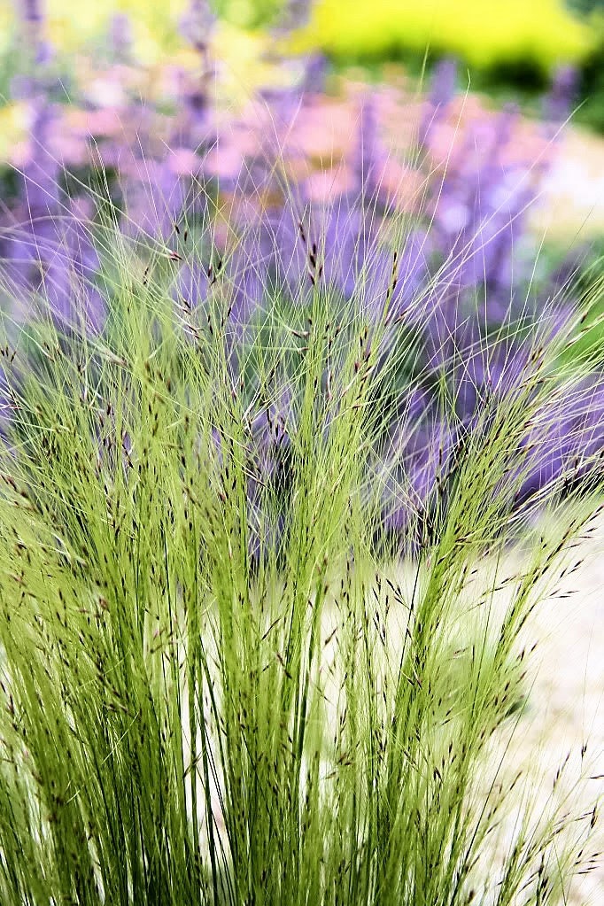 Mexican Feather Grass (Nassella tenuissima) Seeds – 25 ct