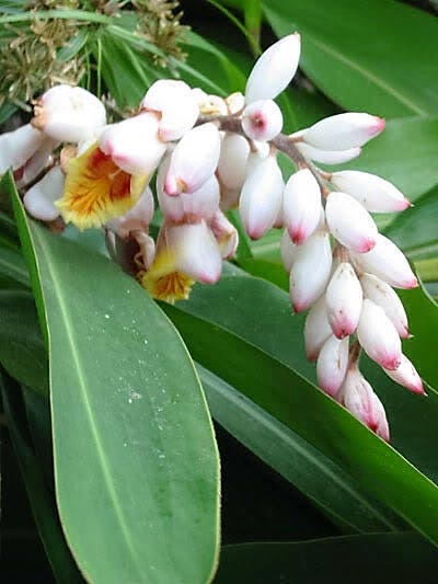 5 KAT GINGER Pink & Yellow Shell Alpinia Katsumadai Hayata Flower Herb Seeds