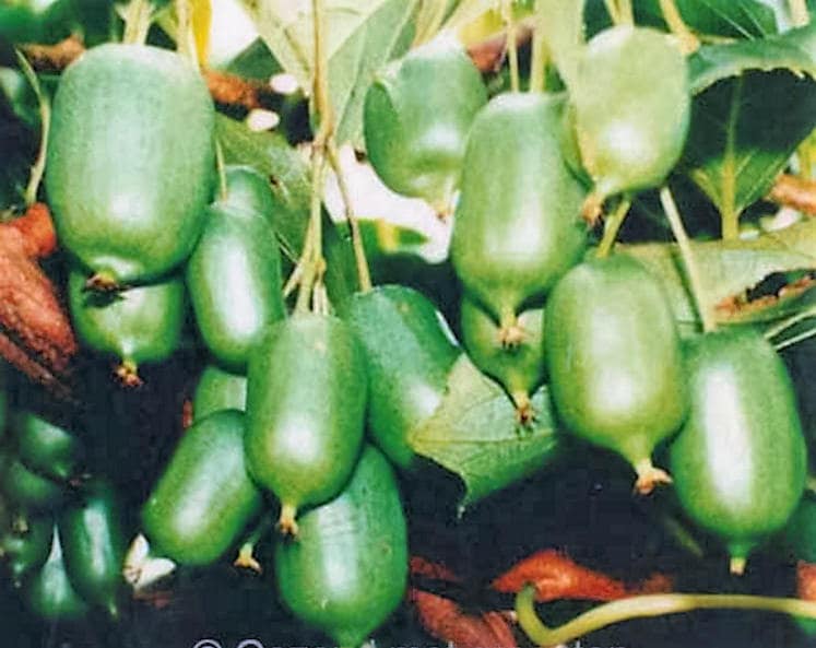 20 Variegated Arctic Beauty Kiwi (Actinidia Kolomikta) Seeds