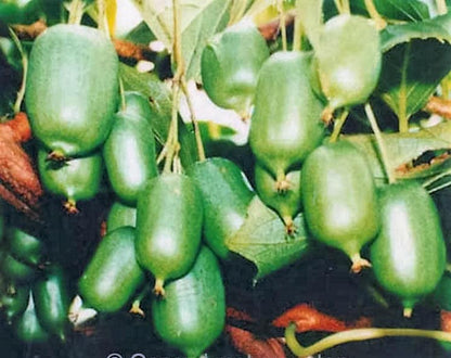 20 Variegated Arctic Beauty Kiwi (Actinidia Kolomikta) Seeds