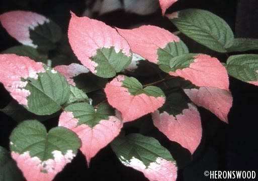 20 Variegated Arctic Beauty Kiwi (Actinidia Kolomikta) Seeds