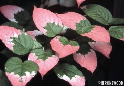 20 Variegated Arctic Beauty Kiwi (Actinidia Kolomikta) Seeds