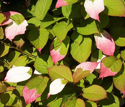 20 Variegated Arctic Beauty Kiwi (Actinidia Kolomikta) Seeds