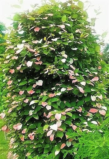 20 Variegated Arctic Beauty Kiwi (Actinidia Kolomikta) Seeds