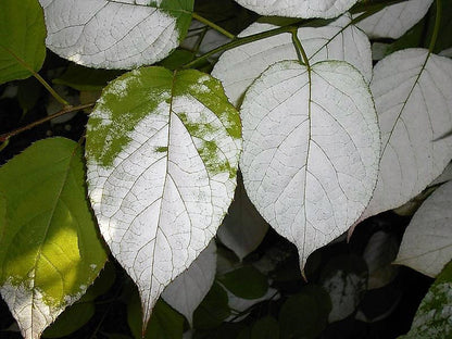 20 Variegated Arctic Beauty Kiwi (Actinidia Kolomikta) Seeds