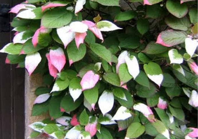 20 Variegated Arctic Beauty Kiwi (Actinidia Kolomikta) Seeds