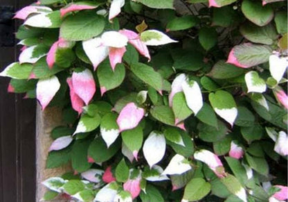 20 Variegated Arctic Beauty Kiwi (Actinidia Kolomikta) Seeds