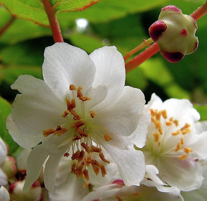 20 Variegated Arctic Beauty Kiwi (Actinidia Kolomikta) Seeds