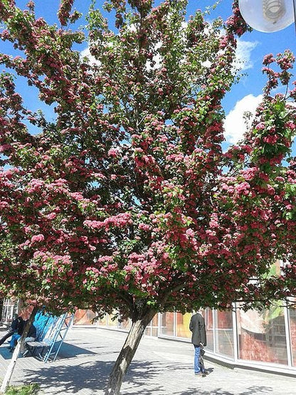 20 ENGLISH HAWTHORN TREE Edible Fruit Flower Mayflower Crataegus Laevigata Seeds
