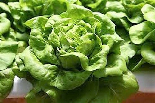 3000 WHITE BOSTON LETTUCE 12" Green Butterhead Lactuca Sativa Vegetable Seeds