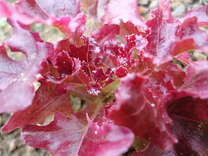 Ruby Leaf Lettuce (Lactuca sativa) Seeds – 3,000 ct