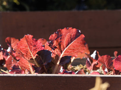 Ruby Leaf Lettuce (Lactuca sativa) Seeds – 3,000 ct