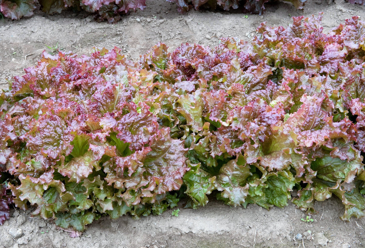 Ruby Leaf Lettuce (Lactuca sativa) Seeds – 3,000 ct