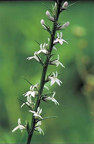 Palespike Lobelia (Lobelia spicata) Seeds – 300 ct
