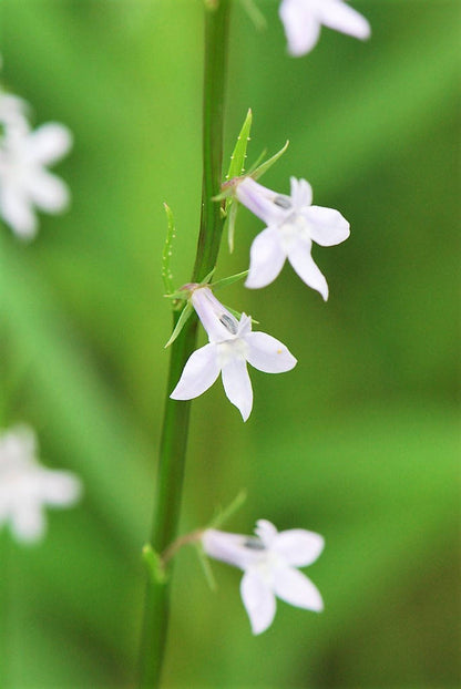 Palespike Lobelia (Lobelia spicata) Seeds – 300 ct