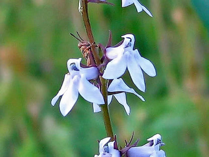 Palespike Lobelia (Lobelia spicata) Seeds – 300 ct
