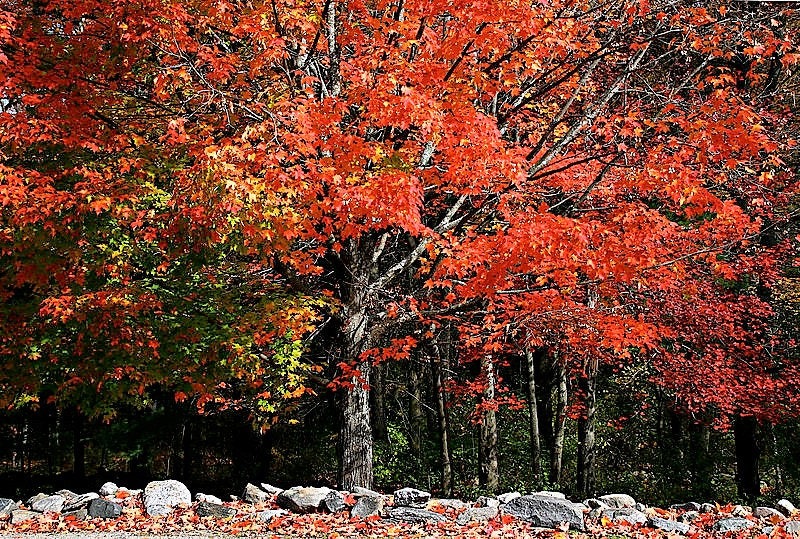 25 SUGAR MAPLE Syrup TREE Native Rock Fall Color Acer Saccharum Seeds