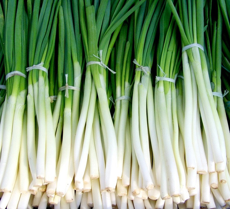 Evergreen Nebuka Bunching Onion (Allium fistulosum) Seeds – 300 ct
