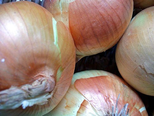400 Texas Early Grano Onion (Allium Cepa) Seeds