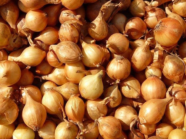 400 Texas Early Grano Onion (Allium Cepa) Seeds
