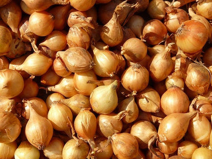 400 Texas Early Grano Onion (Allium Cepa) Seeds