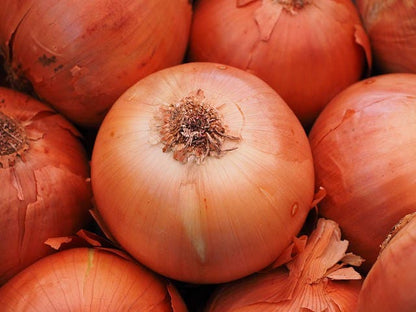 400 Texas Early Grano Onion (Allium Cepa) Seeds