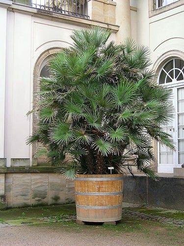 Mediterranean Fan Palm (Chamaerops humilis) Seeds – 5 ct