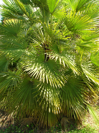 Mediterranean Fan Palm (Chamaerops humilis) Seeds – 5 ct
