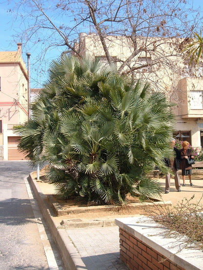 Mediterranean Fan Palm (Chamaerops humilis) Seeds – 5 ct