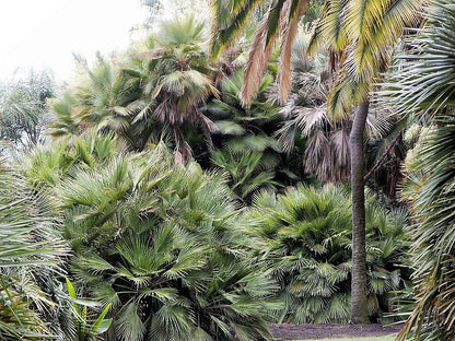 Mediterranean Fan Palm (Chamaerops humilis) Seeds – 5 ct