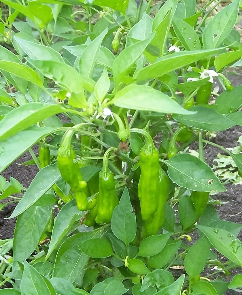 50 Greek Golden Pepper/ Pepperoncini (Capsicum Annuum) Seeds