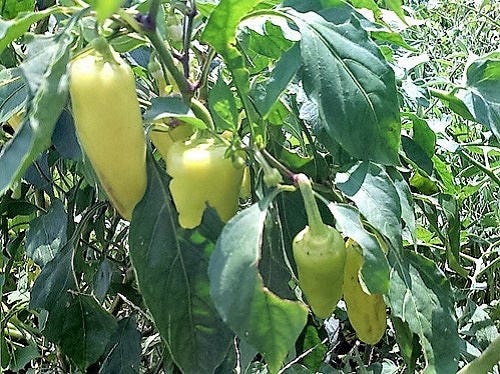50 Greek Golden Pepper/ Pepperoncini (Capsicum Annuum) Seeds