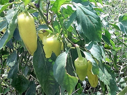 50 Greek Golden Pepper/ Pepperoncini (Capsicum Annuum) Seeds