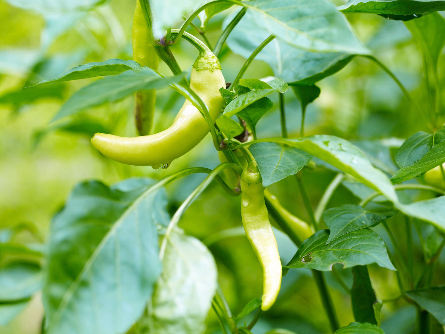 50 Greek Golden Pepper/ Pepperoncini (Capsicum Annuum) Seeds