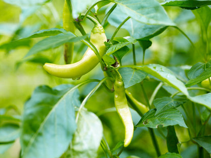 50 Greek Golden Pepper/ Pepperoncini (Capsicum Annuum) Seeds