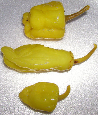 50 Greek Golden Pepper/ Pepperoncini (Capsicum Annuum) Seeds