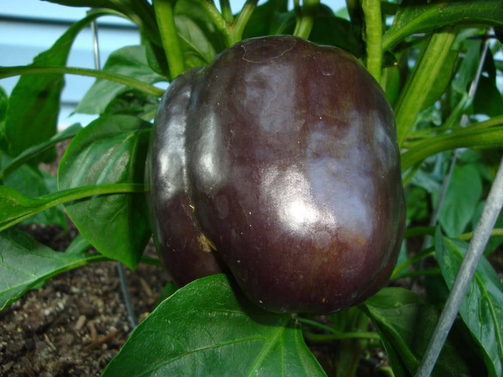 30 Chocolate Beauty Bell Pepper (Capsicum Annuum) Seeds