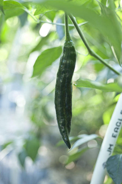 50 Pasilla Bajio Pepper (Capsicum Annuum) Seeds