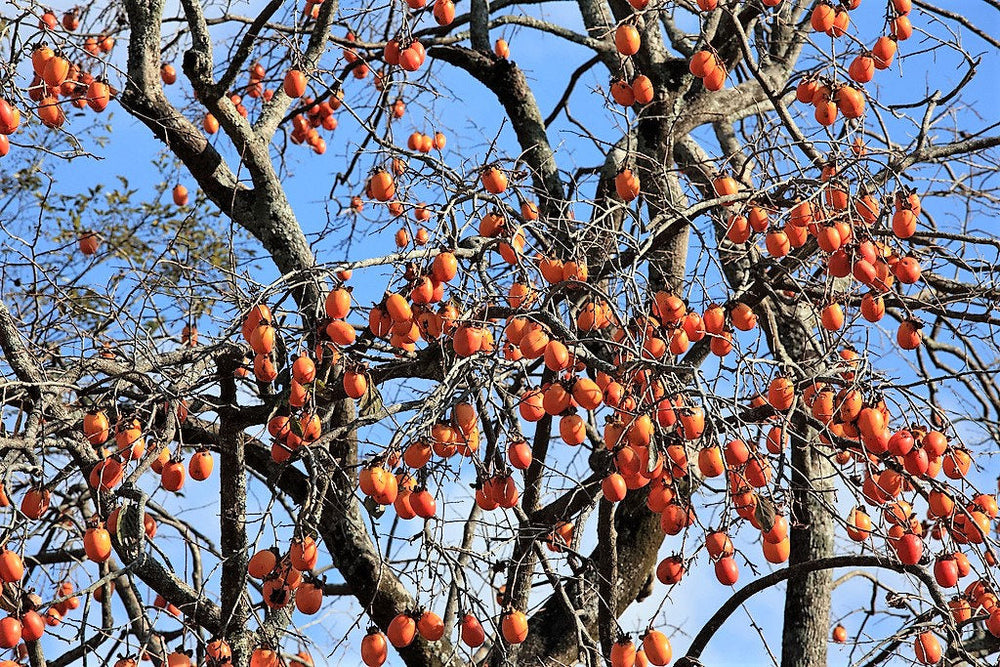 5 Japanese Persimmon Tree (Diospyros Kaki) Seeds