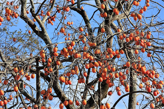 5 Japanese Persimmon Tree (Diospyros Kaki) Seeds