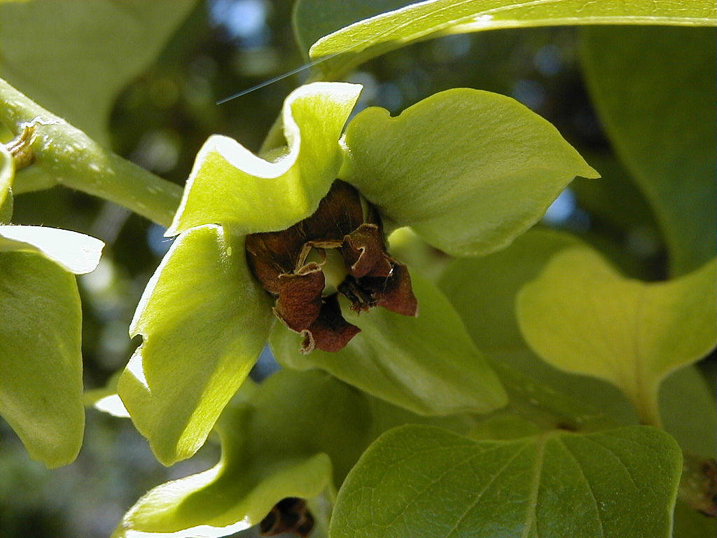 5 Japanese Persimmon Tree (Diospyros Kaki) Seeds
