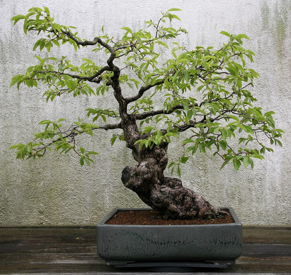 5 Japanese Persimmon Tree (Diospyros Kaki) Seeds