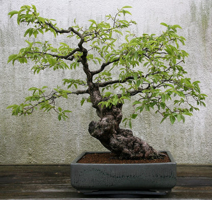 5 Japanese Persimmon Tree (Diospyros Kaki) Seeds