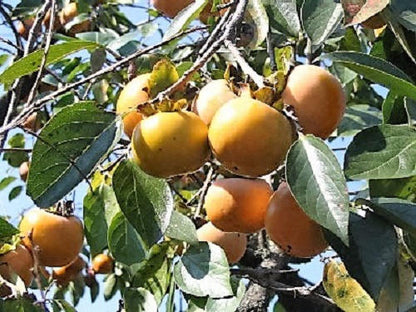 5 Japanese Persimmon Tree (Diospyros Kaki) Seeds