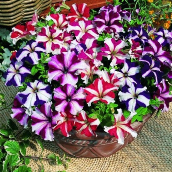100 Star Mix Petunia (Petunia Violacea) Seeds