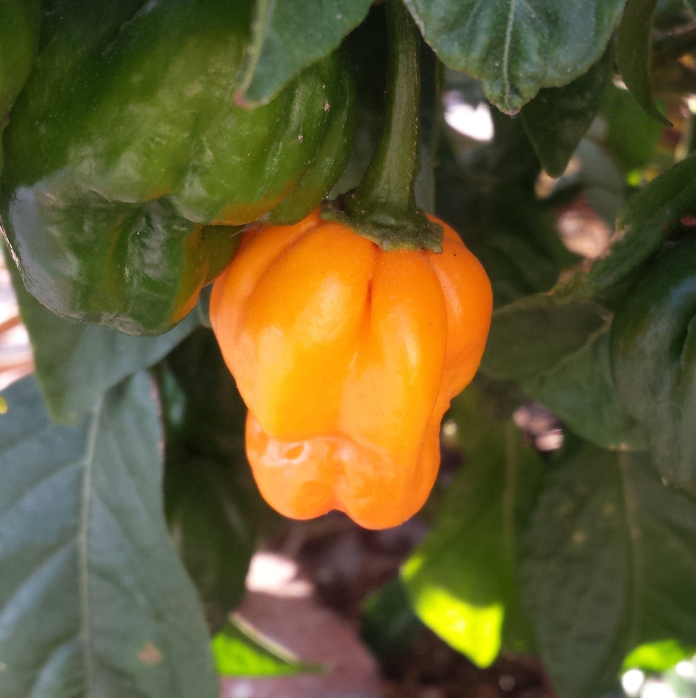 40 Orange Scotch Bonnet Pepper (Capsicum Chinense) Seeds