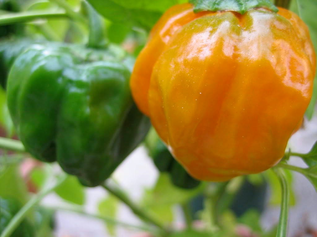40 Orange Scotch Bonnet Pepper (Capsicum Chinense) Seeds