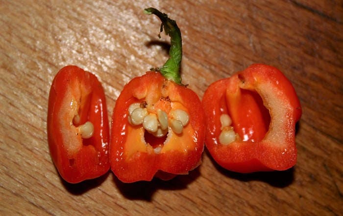 40 Orange Scotch Bonnet Pepper (Capsicum Chinense) Seeds